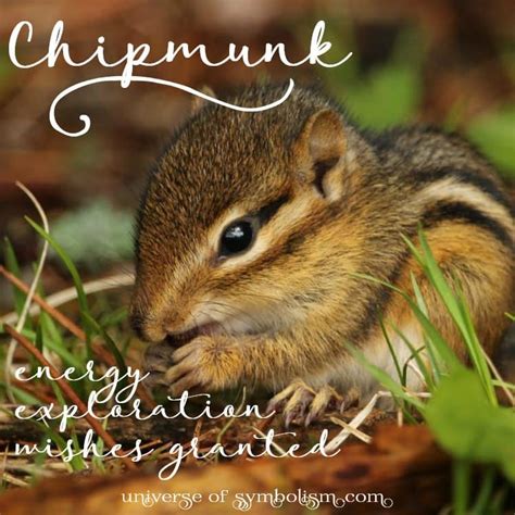 Chipmunk Divination: An Ancient Practice Rediscovered
